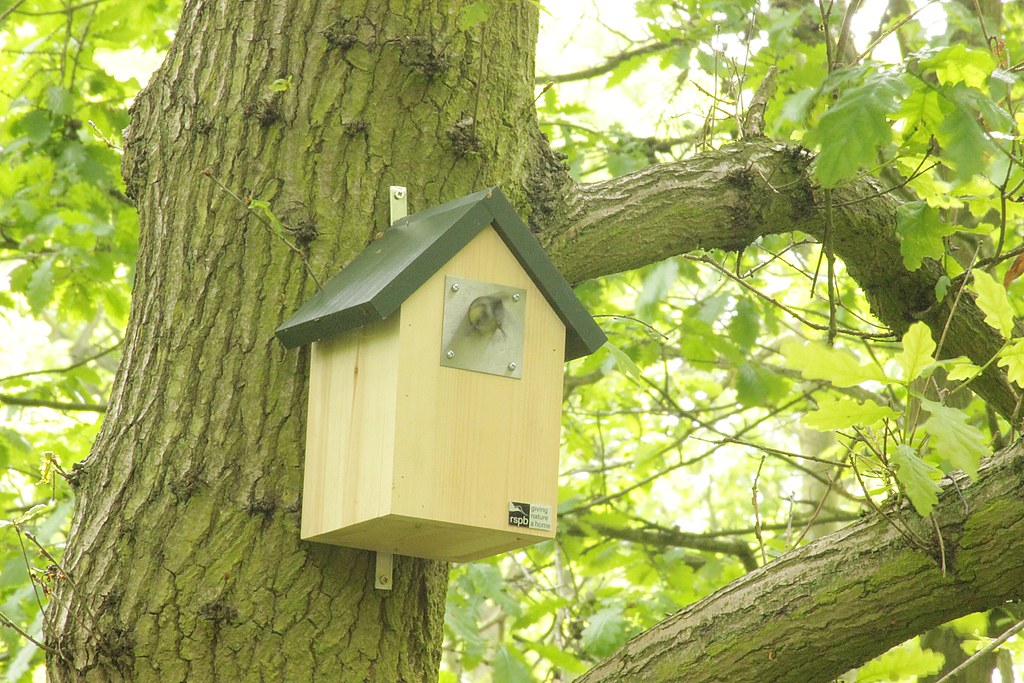 A blue tit entering a wooden nest box