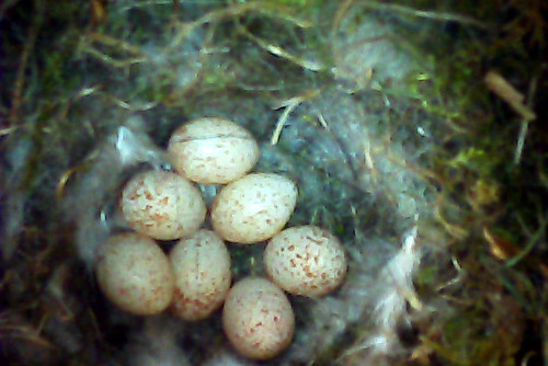 Seven blue tit eggs in a nest box — the moment a complete kit is designed for