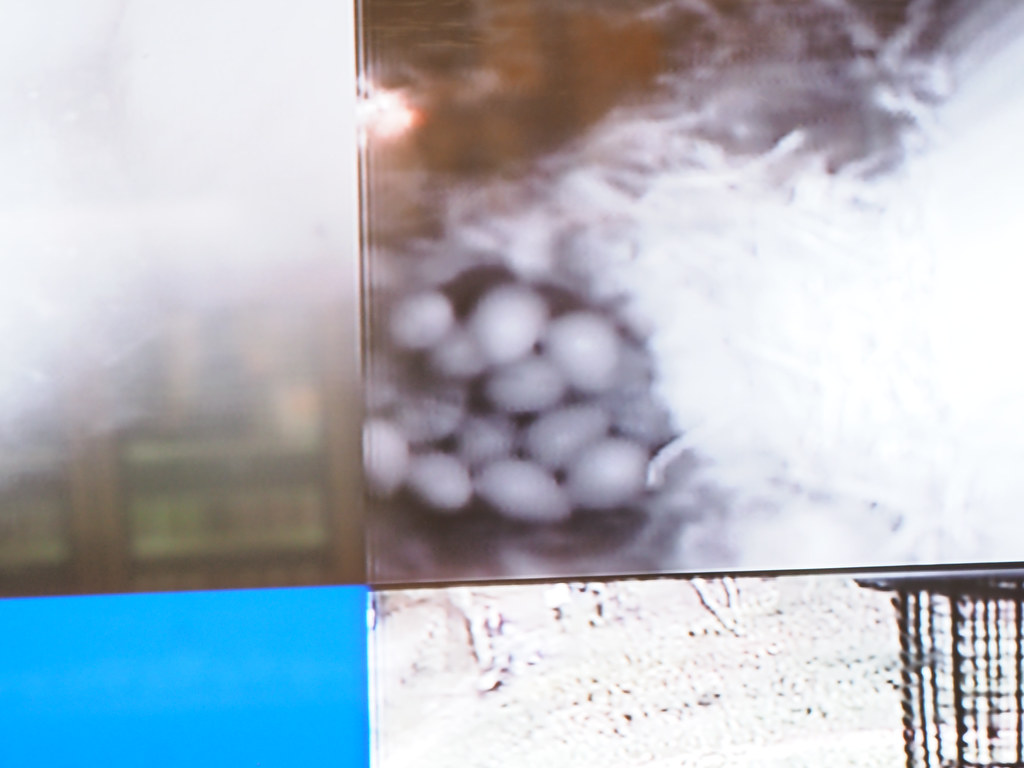 A monitor screen showing a live nest camera view of blue tit eggs